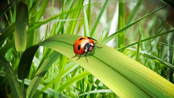 COCCINELLE