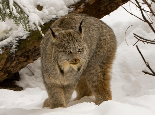 LYNX