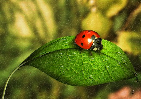 COCCINELLE