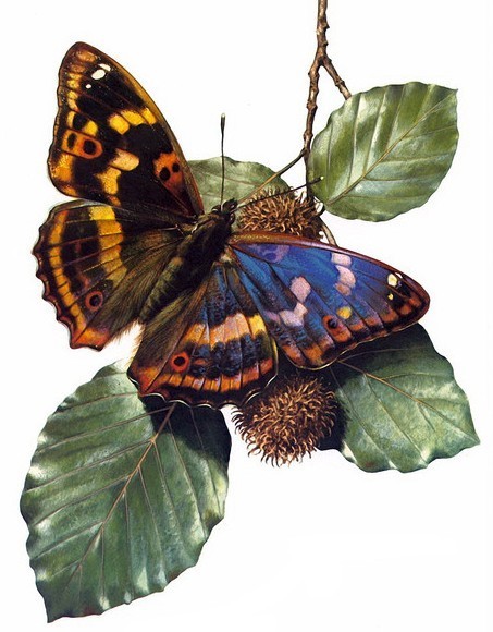 PAPILLON 2