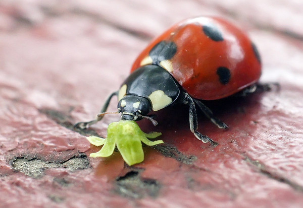 COCCINELLE 2