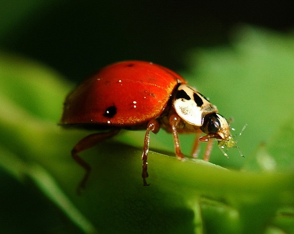 COCCINELLE