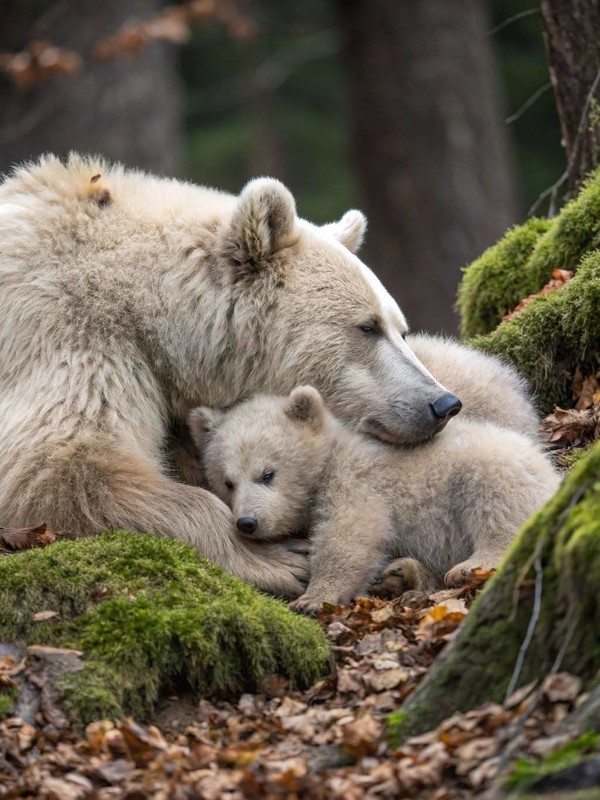 OURS 2
