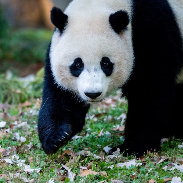 PANDA