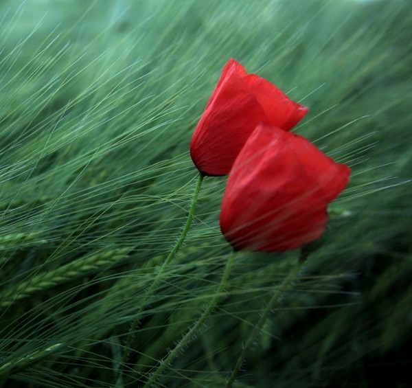 COQUELICOTS