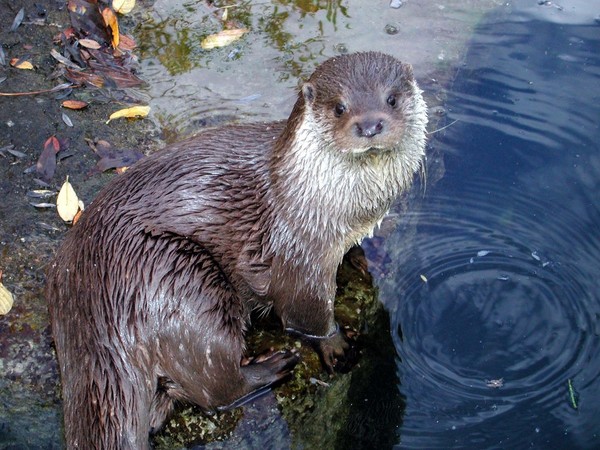 LOUTRE