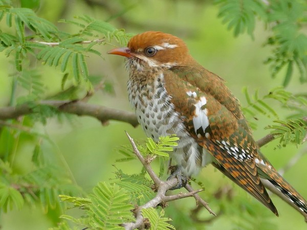 OISEAU 4