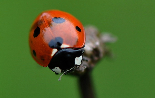 COCCINELLE