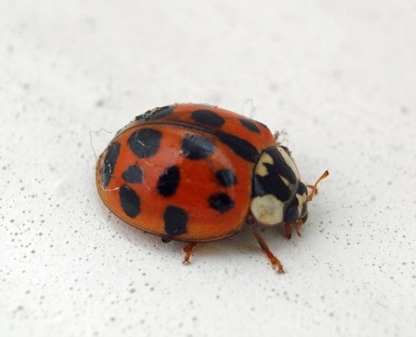 COCCINELLE