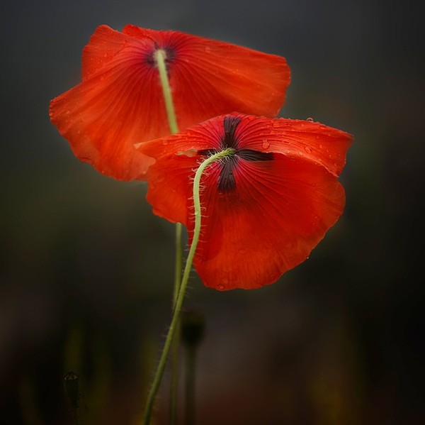 COQUELICOTS