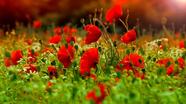 COQUELICOTS