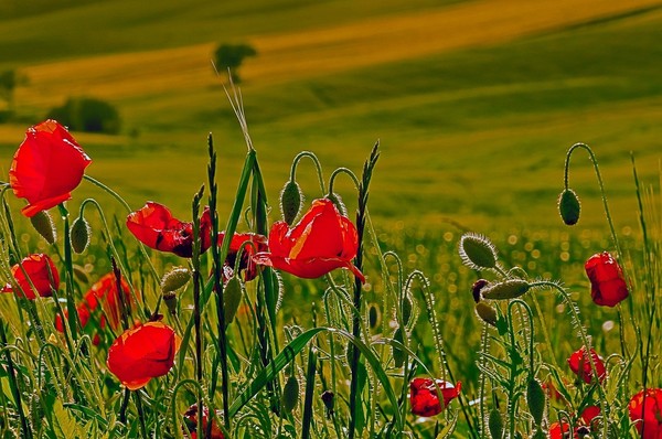 COQUELICOTS 2