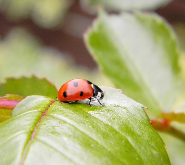 COCCINELLE