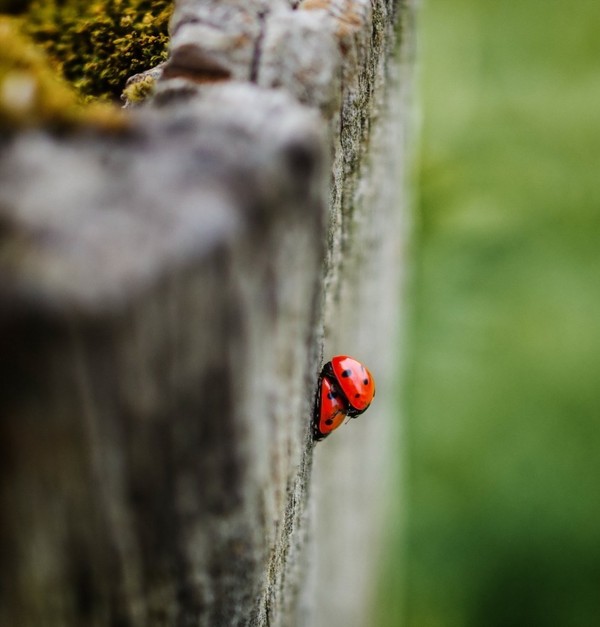 COCCINELLES