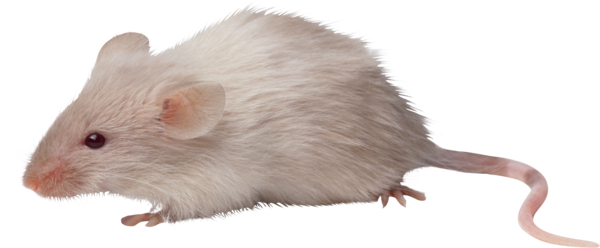 SOURIS RAT HAMSTER... 2