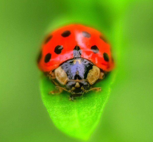 COCCINELLE