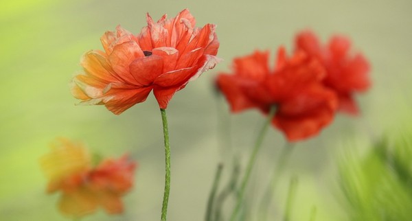 COQUELICOTS