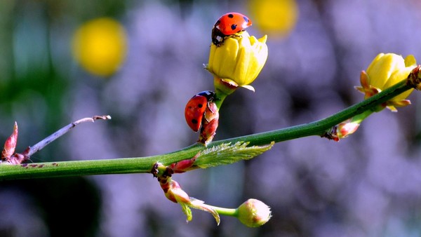 COCCINELLES