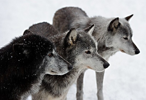 LOUPS