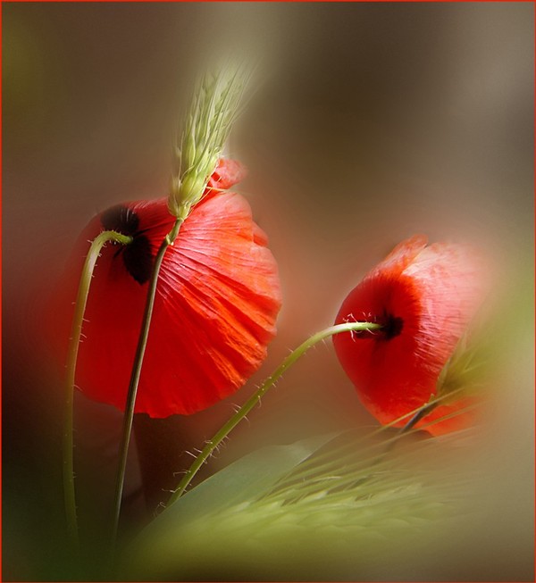 COQUELICOTS