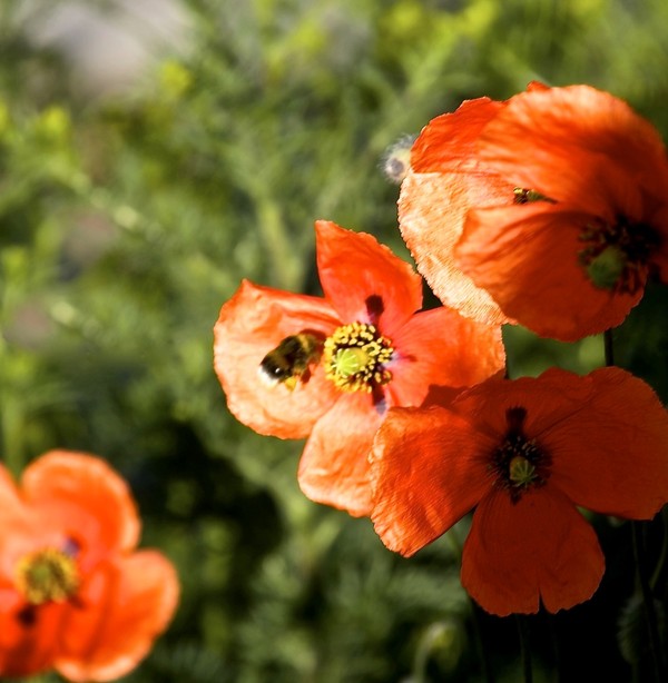 COQUELICOTS