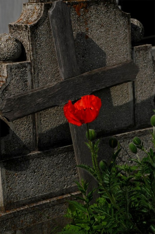 COQUELICOTS