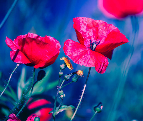 COQUELICOTS