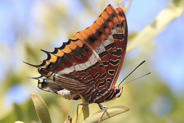 PAPILLON