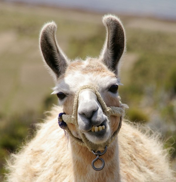 LAMA