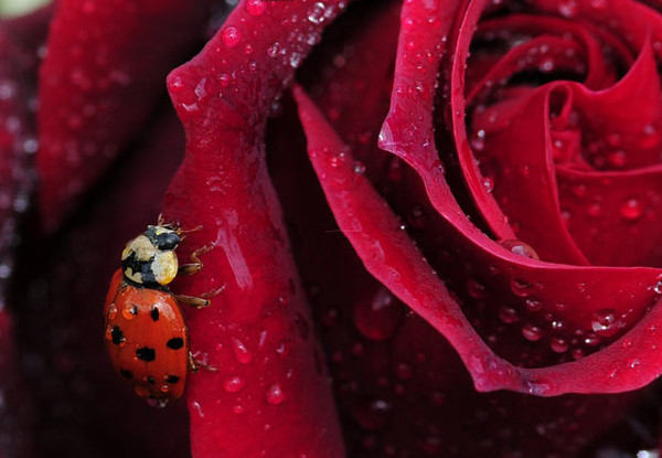 COCCINELLE