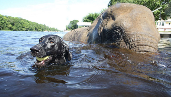 ELEPHANTS