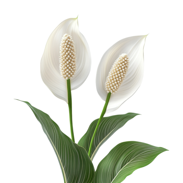 FLEURS 5