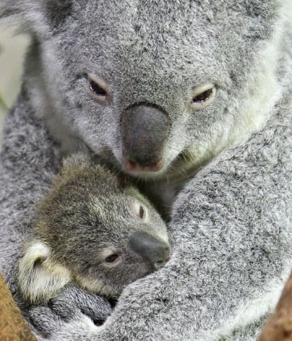 KOALAS