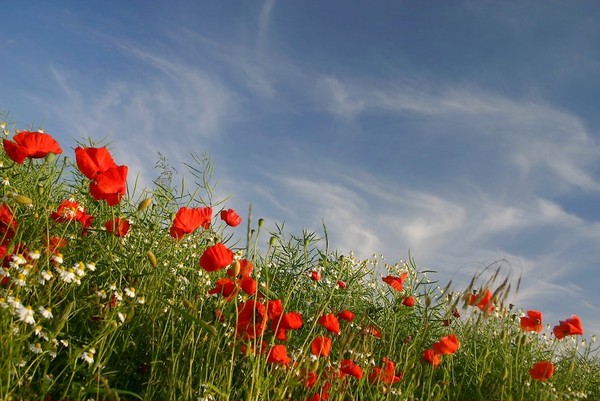 COQUELICOTS