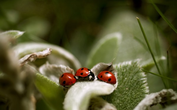 COCCINELLES