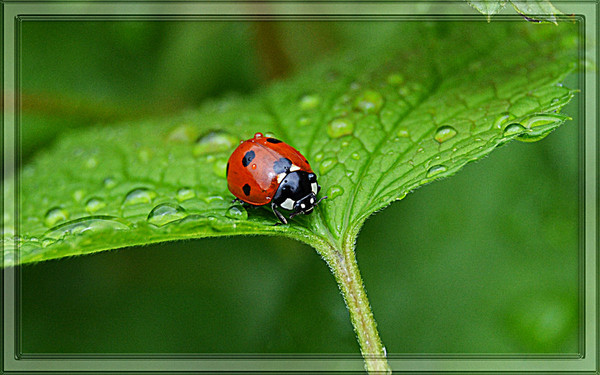 COCCINELLE