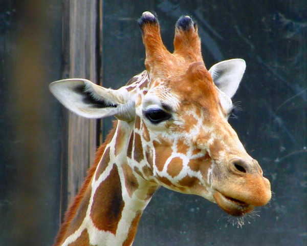 GIRAFE