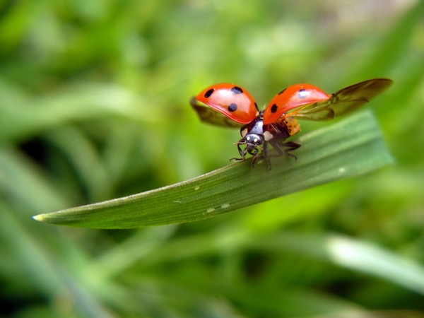 COCCINELLE