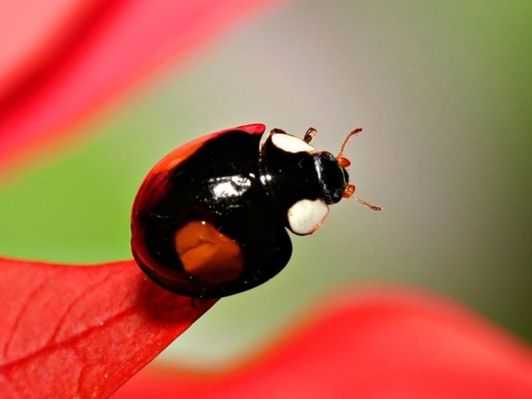 COCCINELLE