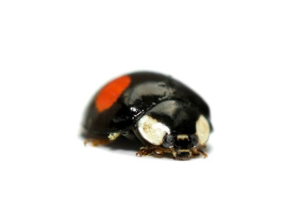 COCCINELLE