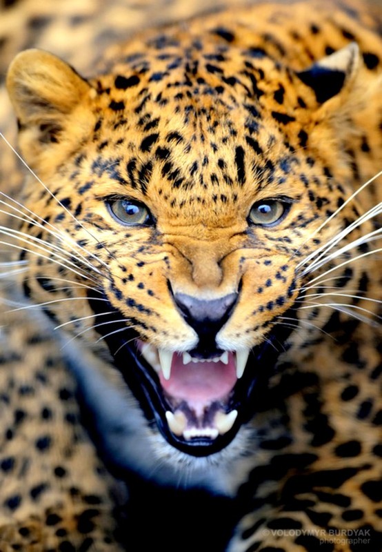 GUEPARD