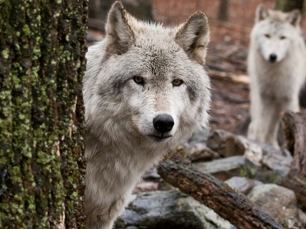 LOUPS