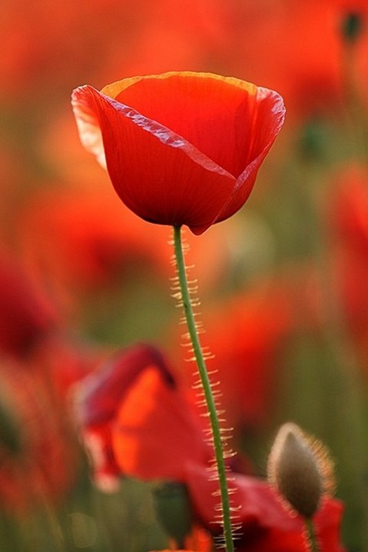 COQUELICOTS