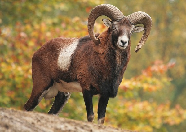 MOUFLON