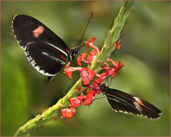 PAPILLONS