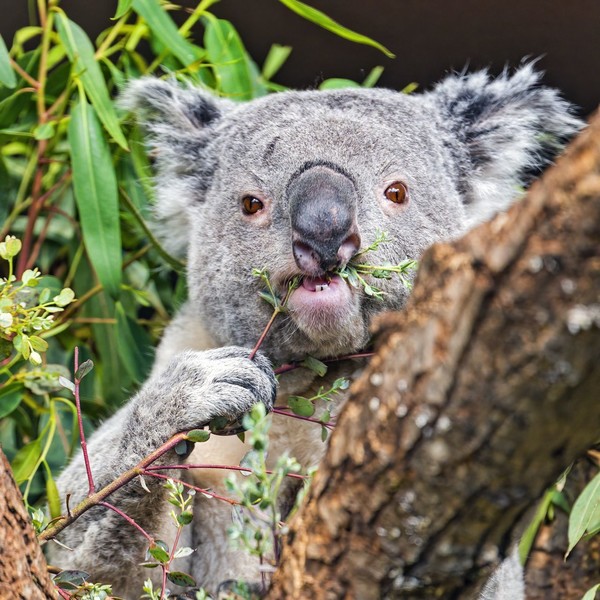 KOALA