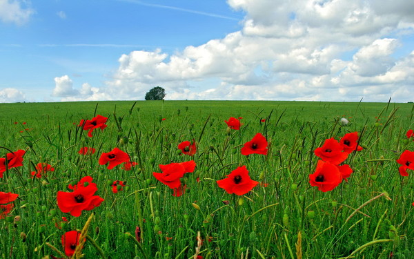 COQUELICOTS