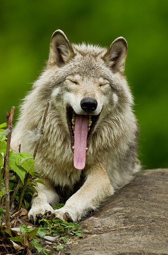 LOUP