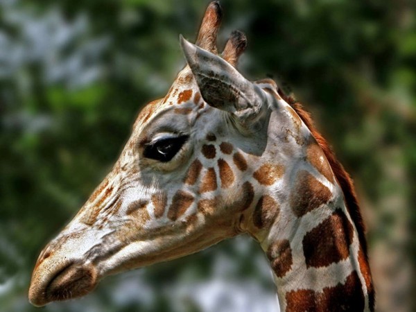 GIRAFE