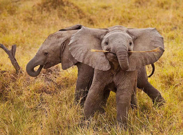 ELEPHANTS